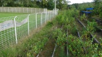 Stadion an der Kinderlehre, Enkenbach-Alsenborn