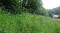 Waldstadion, Trier (Rheinland-Pfalz)